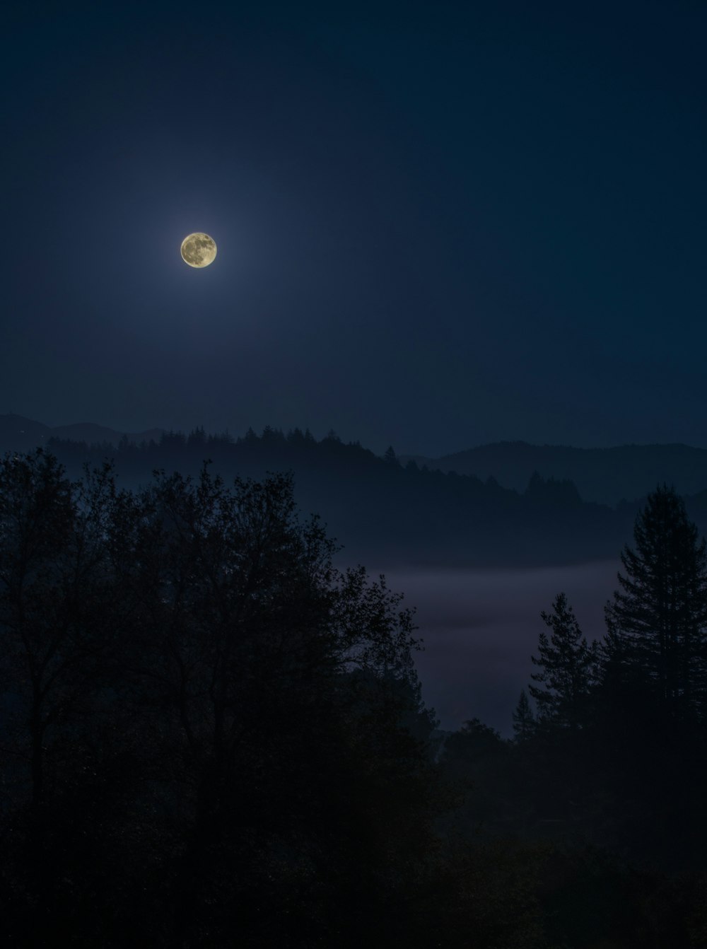 Foto di foresta sotto la luna piena