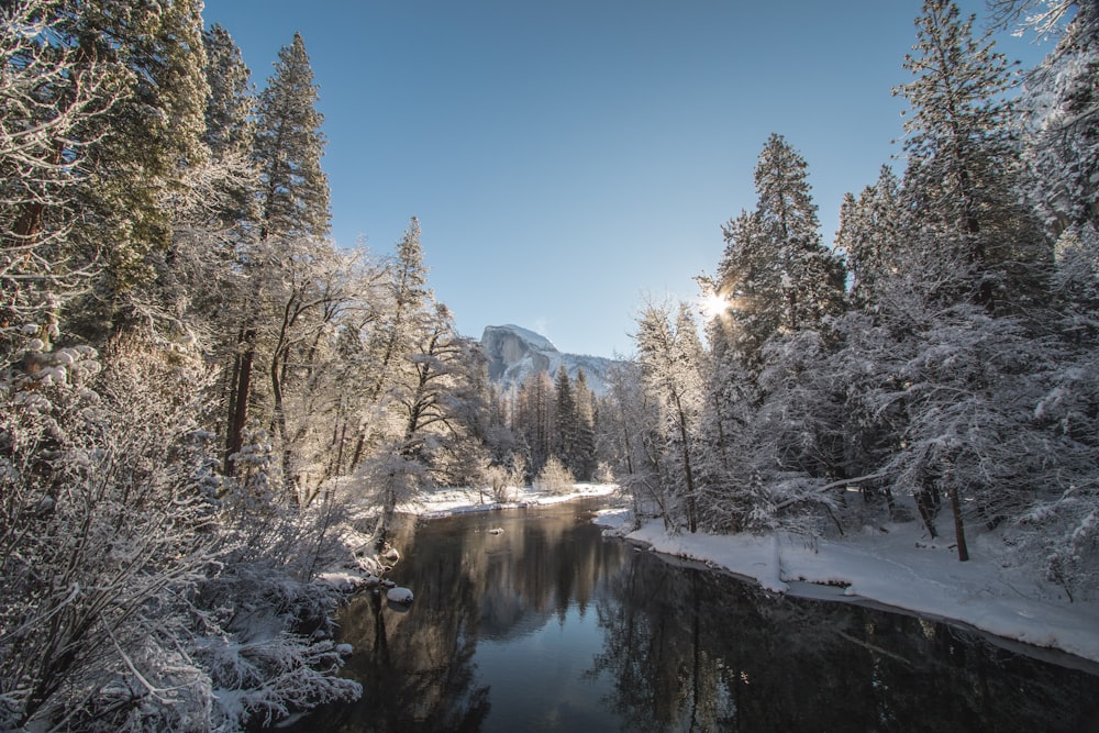 lake in middle of forest with pine trees