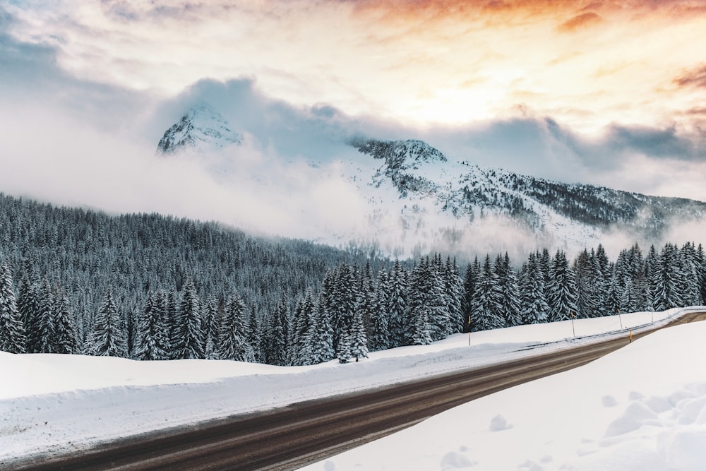 snowy mountain and trees