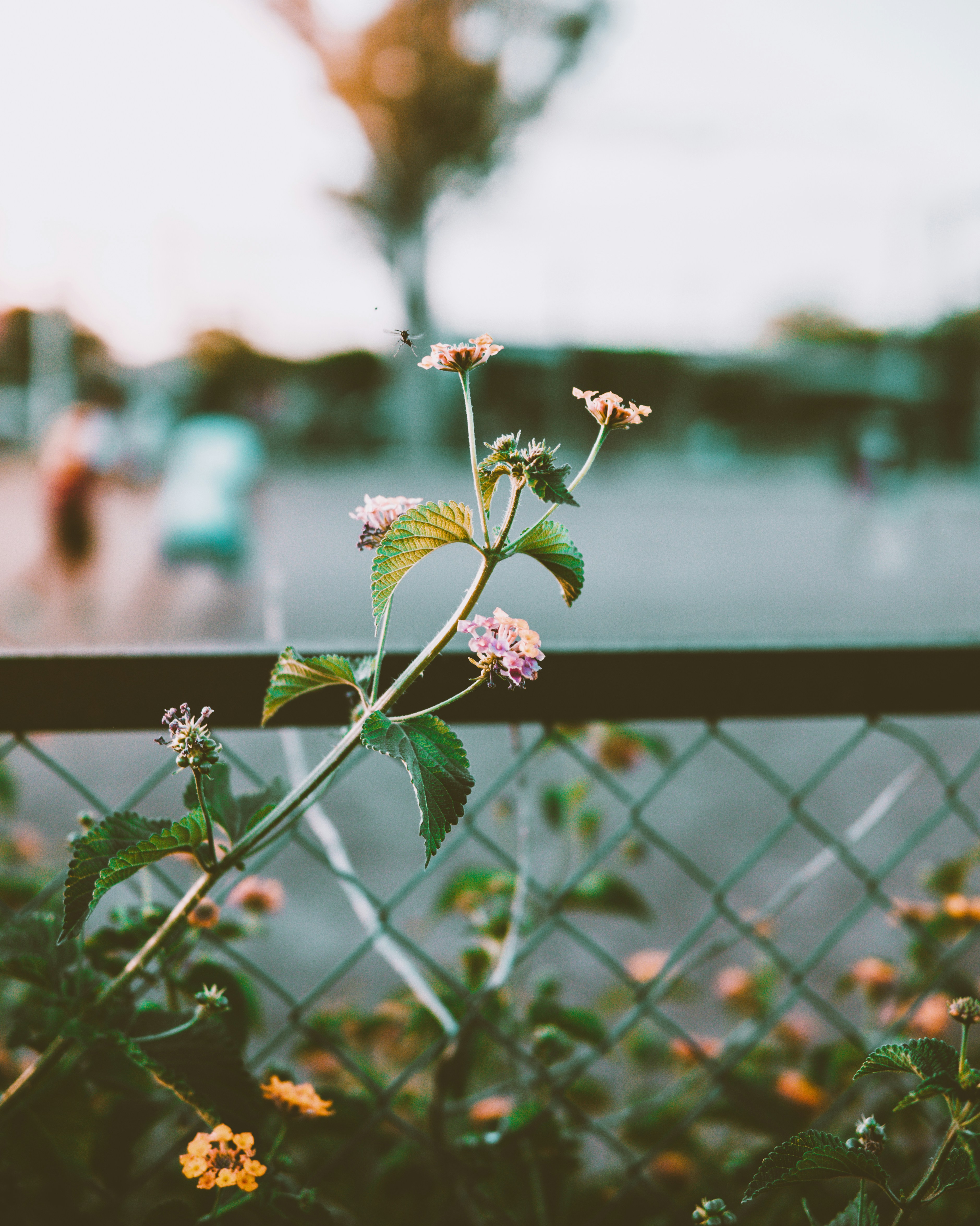 selective focus photography of purple petaled flower
