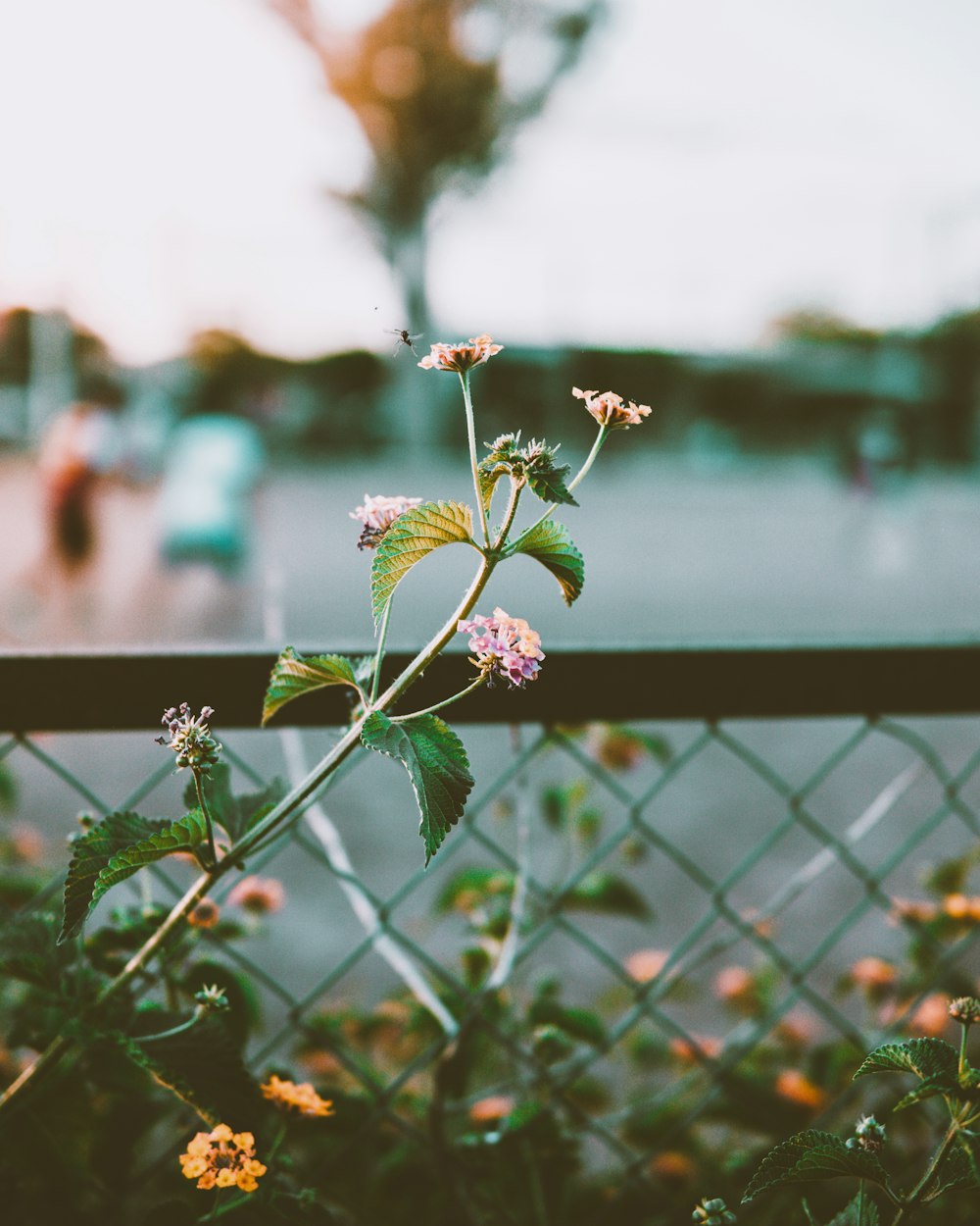 Selektive Fokusfotografie von lilablättrigen Blüten