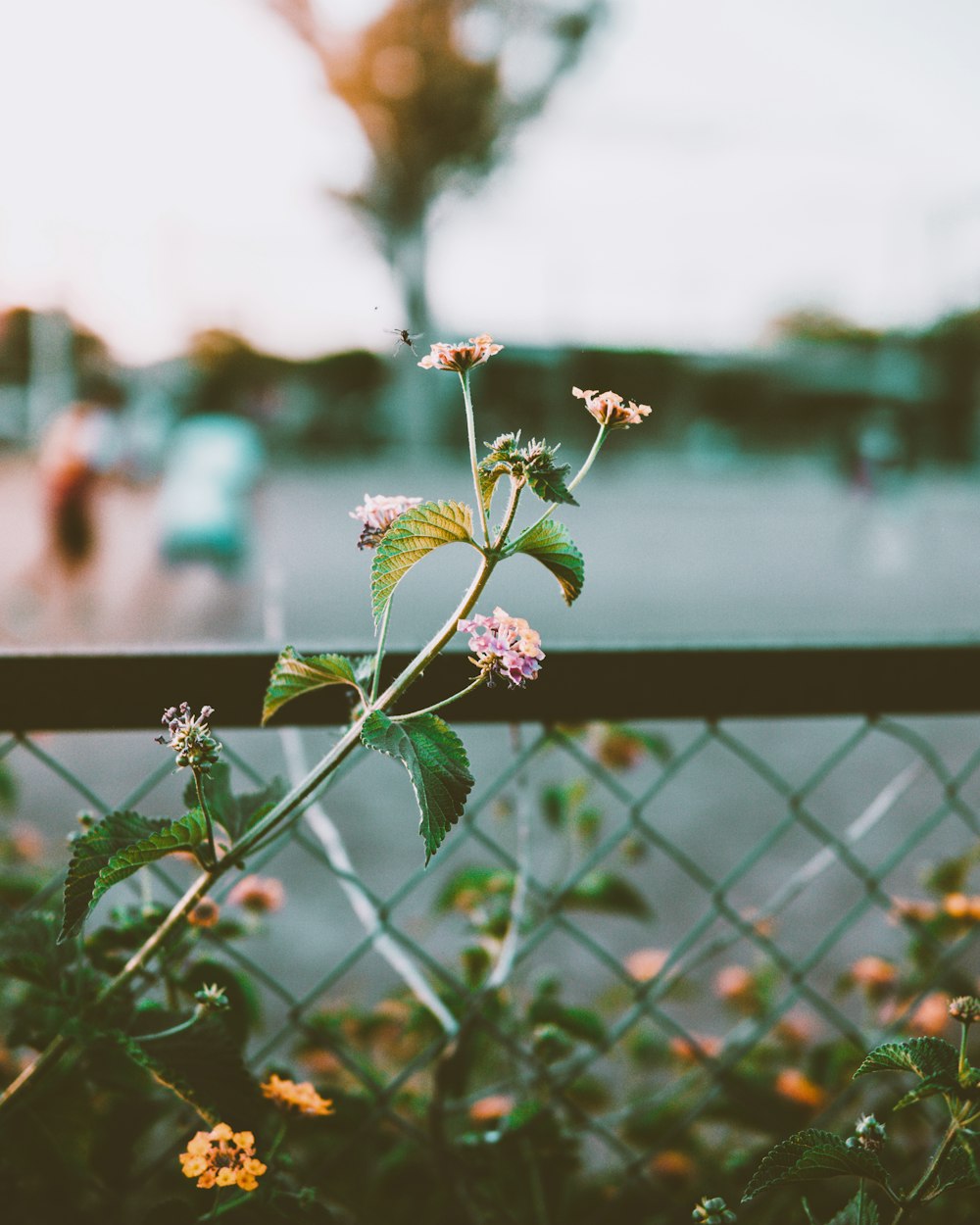 selective focus photography of purple petaled flower