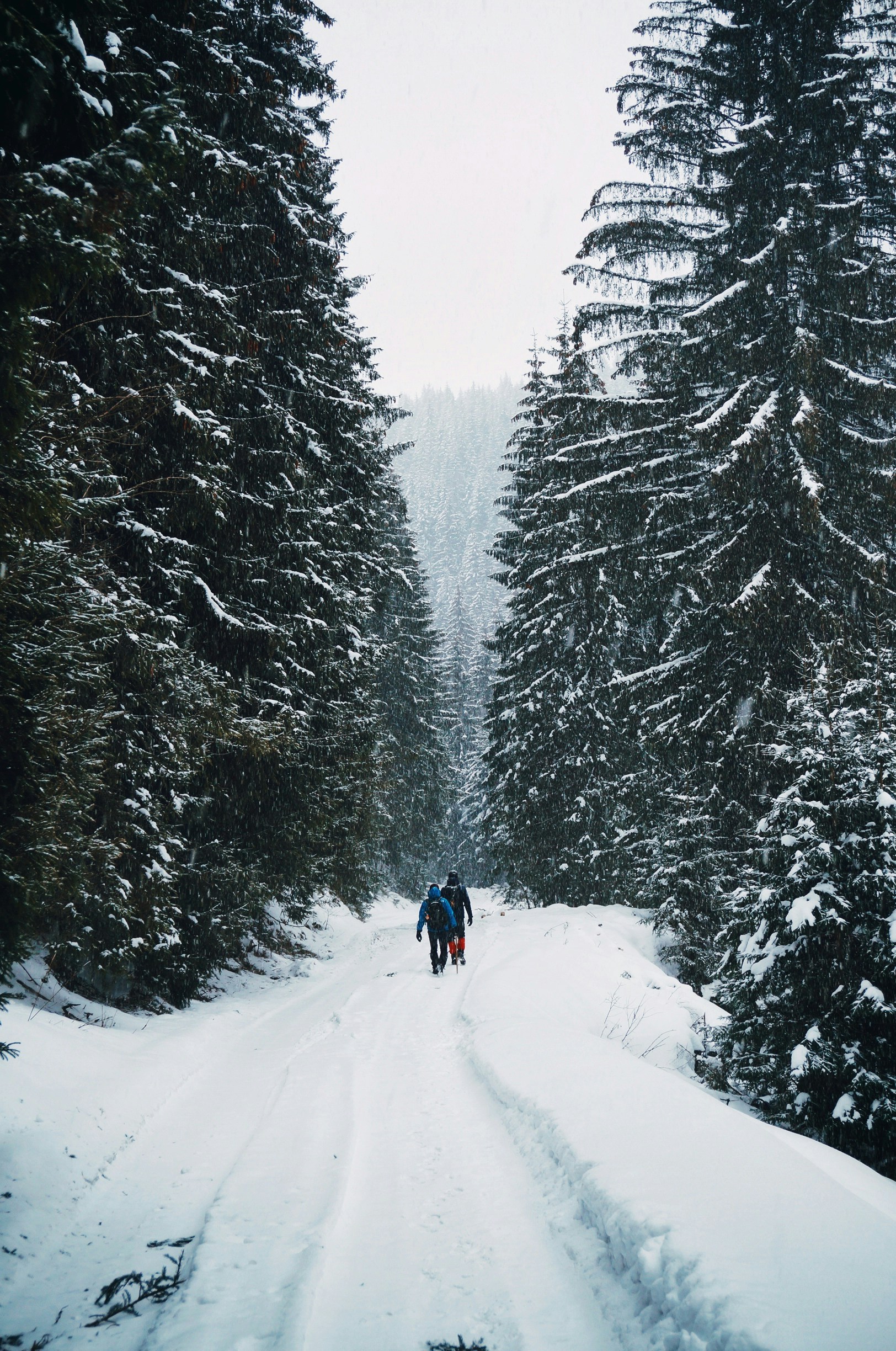 two person walking on snow-covered road in middle of forest