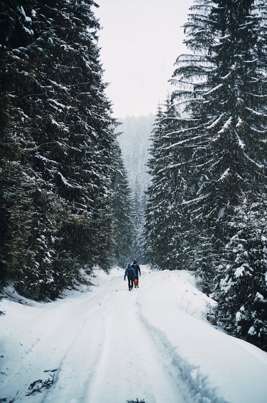 two person walking on snow-covered road in middle of forest in Leaota Romania