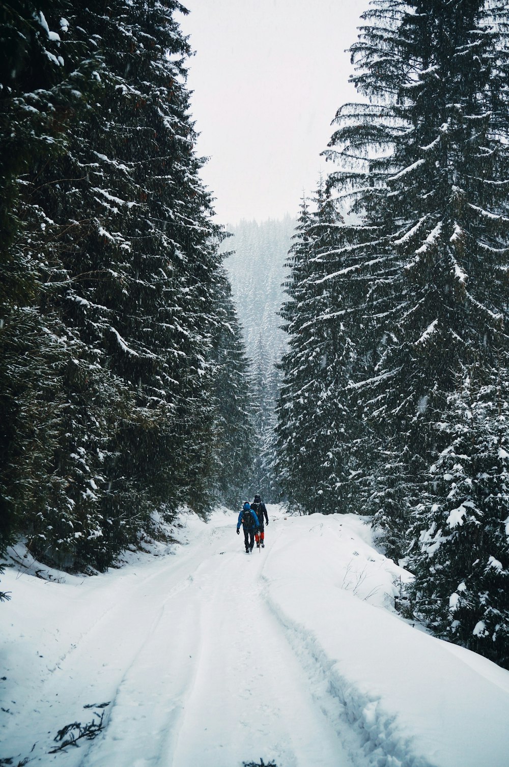 two person walking on snow-covered road in middle of forest