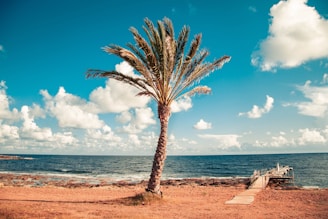 palm tree near dock and beach