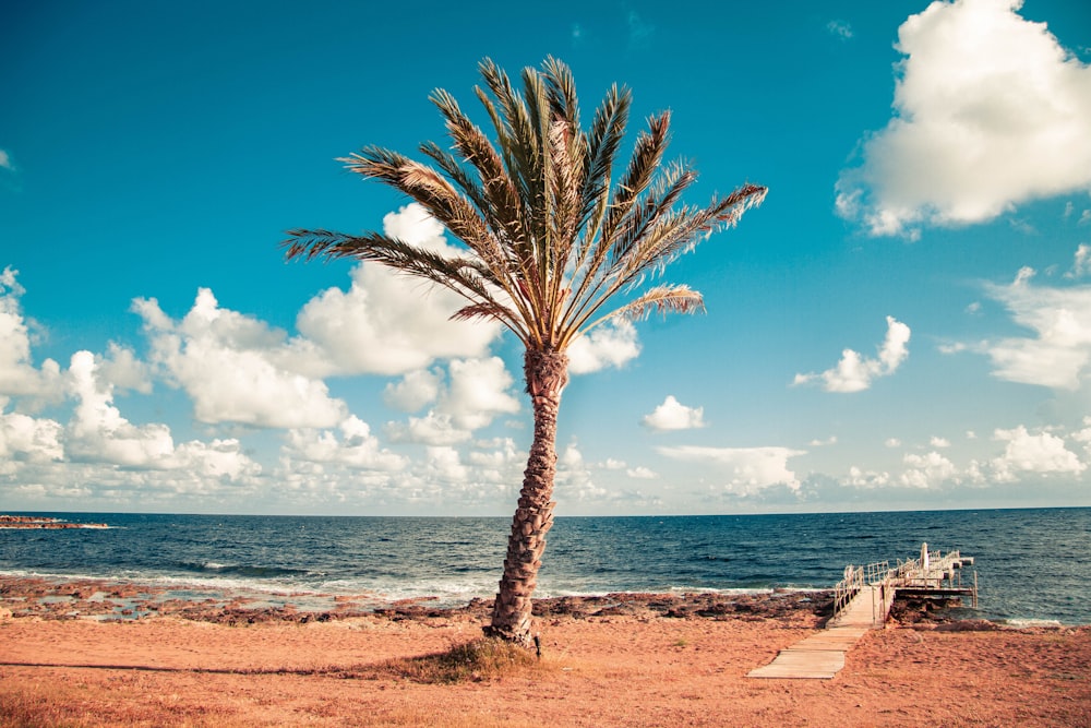 palm tree near dock and beach