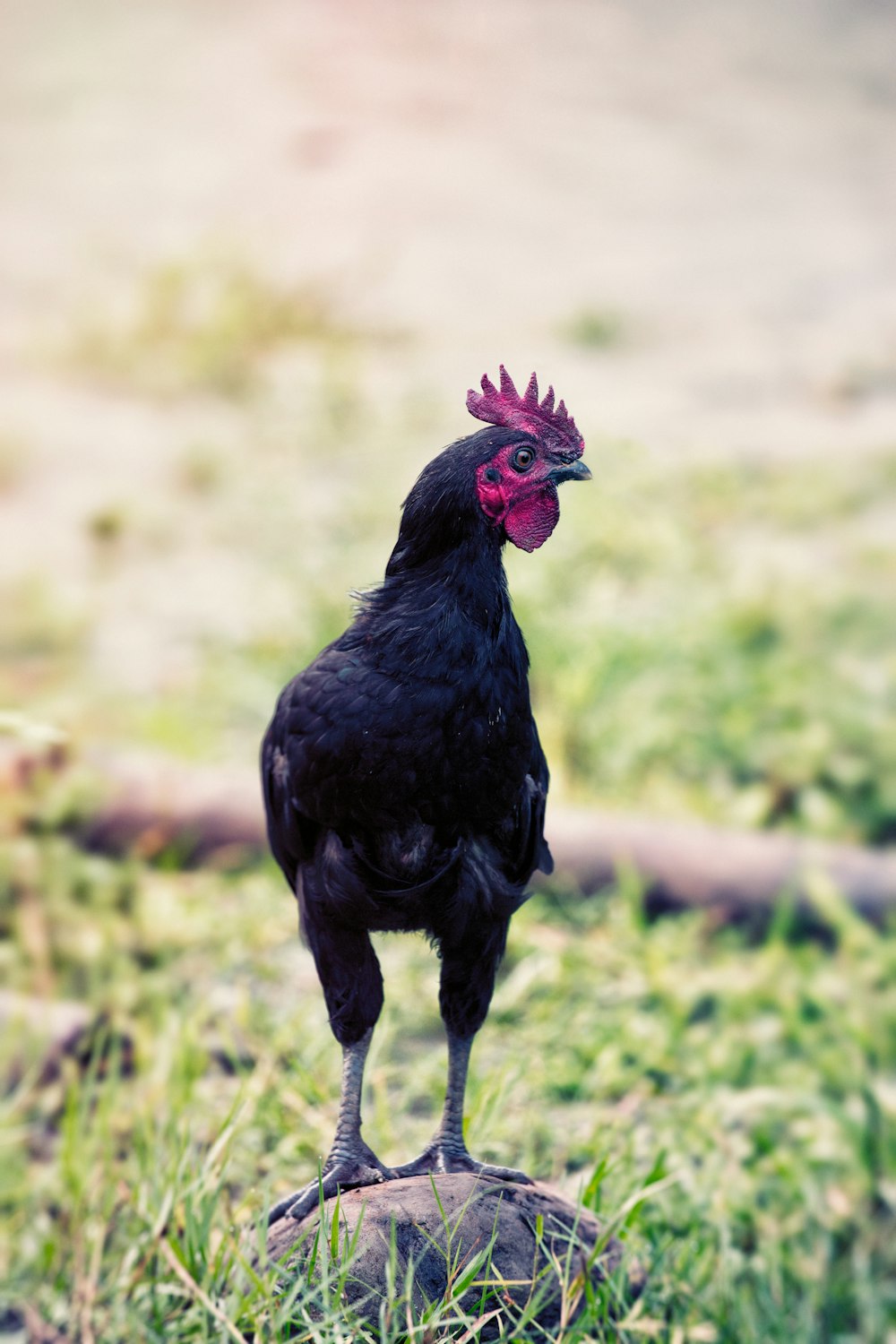 selective focus photograph of black rooster on stone