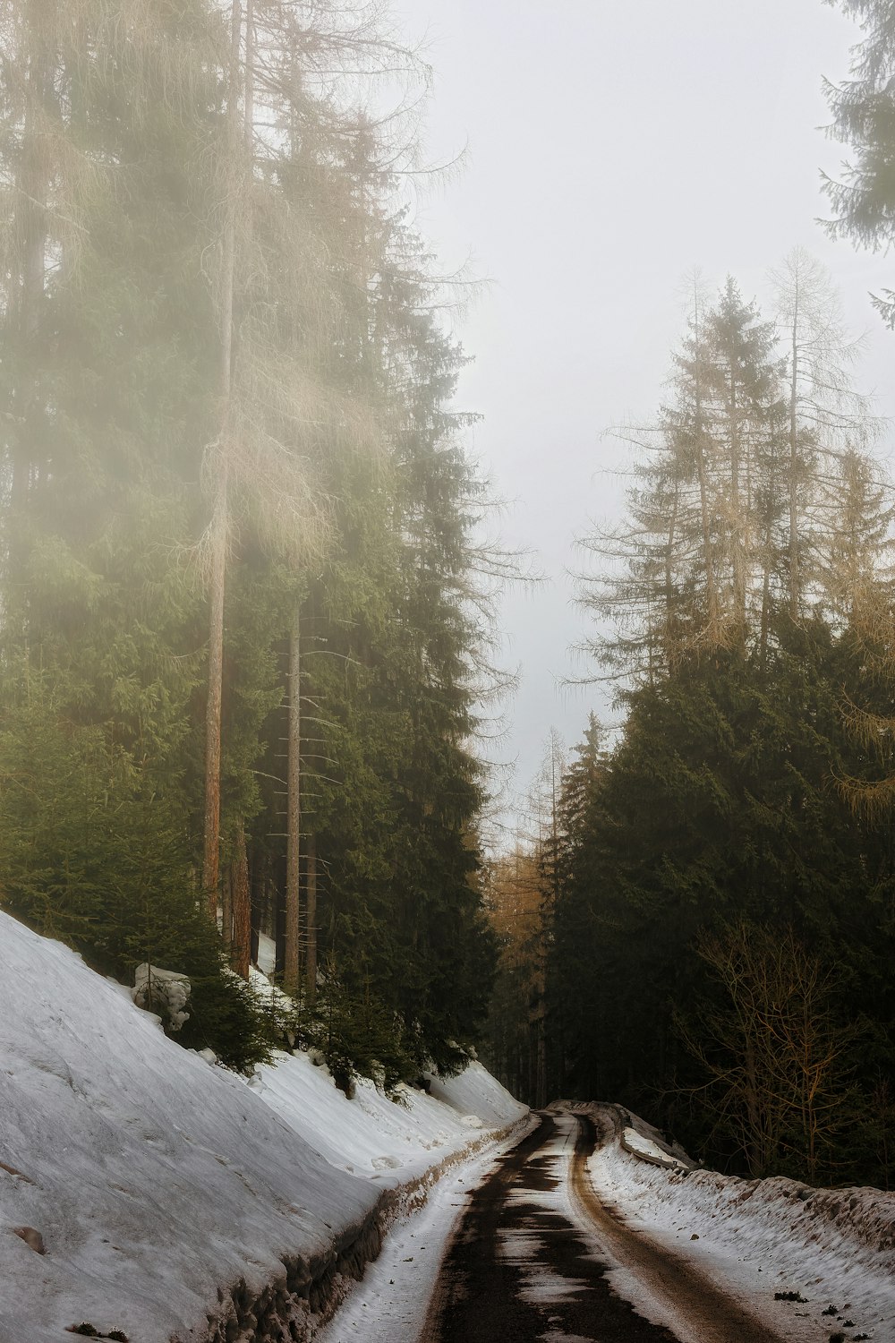 Kiefern mit Nebel bedeckt