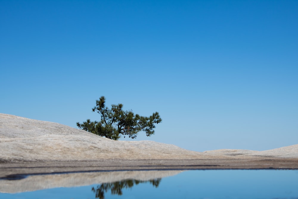 tree on beige soil near body of water