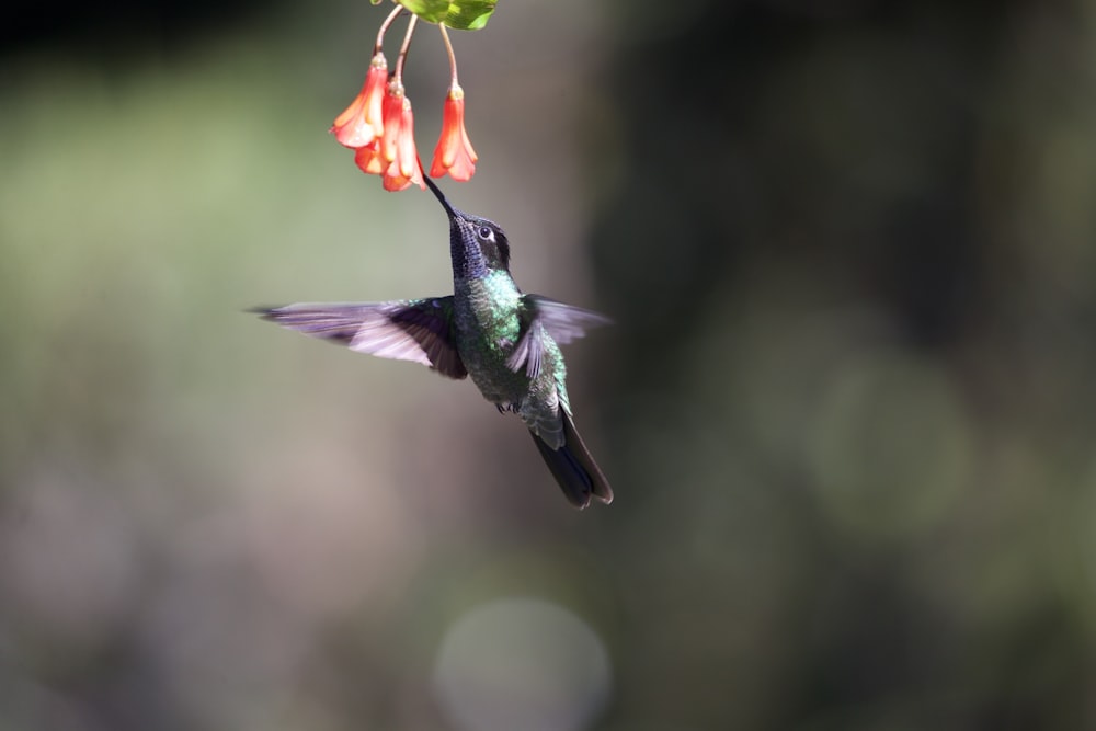fotografia a fuoco superficiale del colibrì che succhia il nettare in fiore