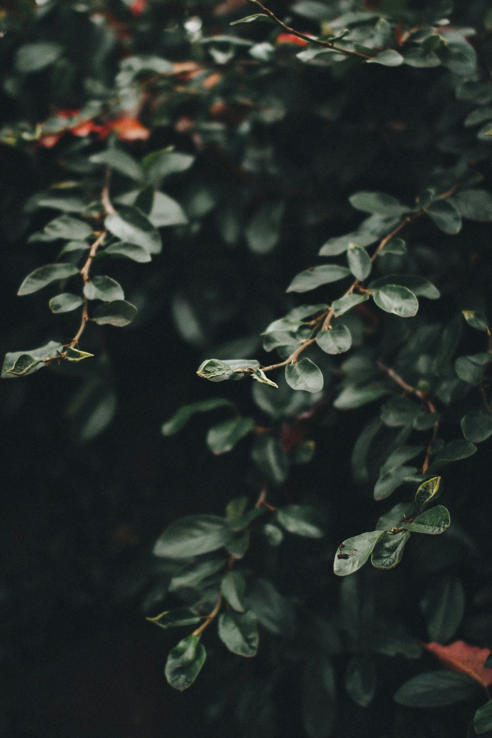 selective focus photography of green leafed plant