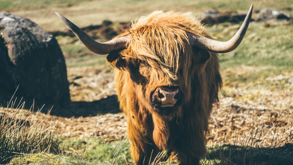 Yak marrón en pastos durante el día