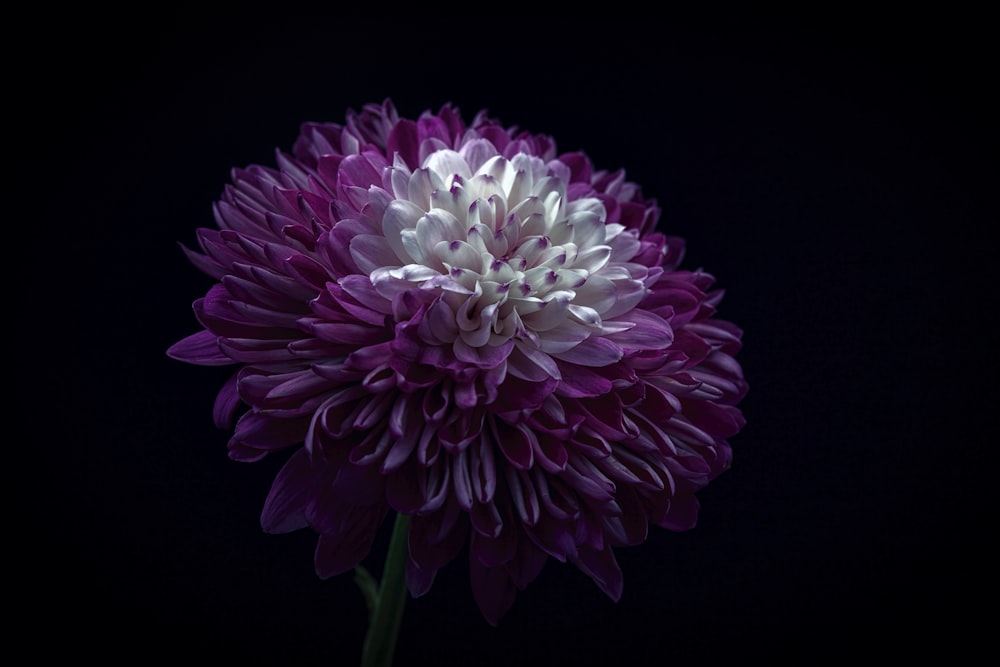 purple and white flower