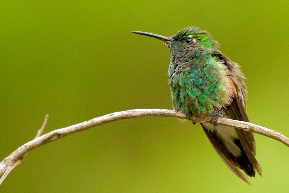 rule of thirds photography of green and brown bird