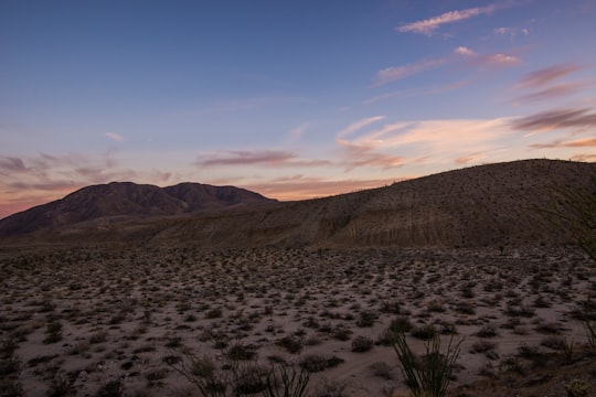 desert with green grasses in Anza-Borrego Desert State Park United States