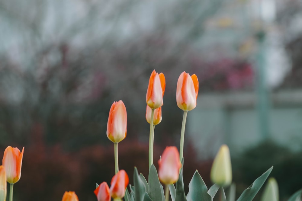 tilt-shift lens photo of orange flowers