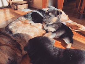 A group of puppies is lying on a wooden floor, basking in sunlight. Their fur displays a mix of black and tan colors, with some variations. In the background, there is a stack of firewood neatly arranged. The scene exudes warmth and tranquility as the puppies rest comfortably.