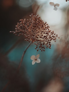 shallow focus photography of brown plant and white flower