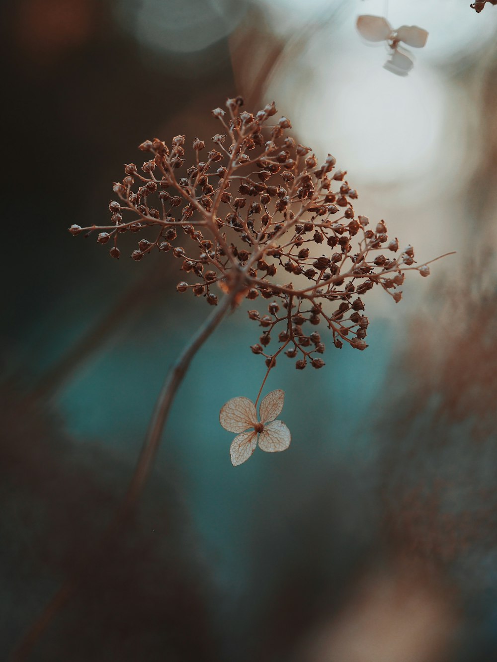 갈색 식물과 흰 꽃의 얕은 초점 사진