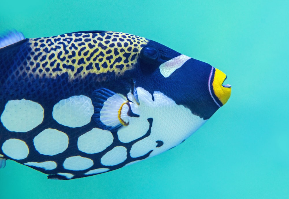 blue and white tang fish