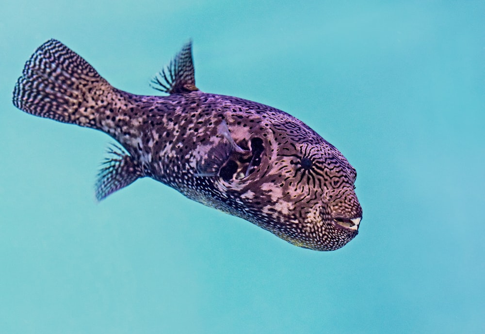 purple pupper fish under water