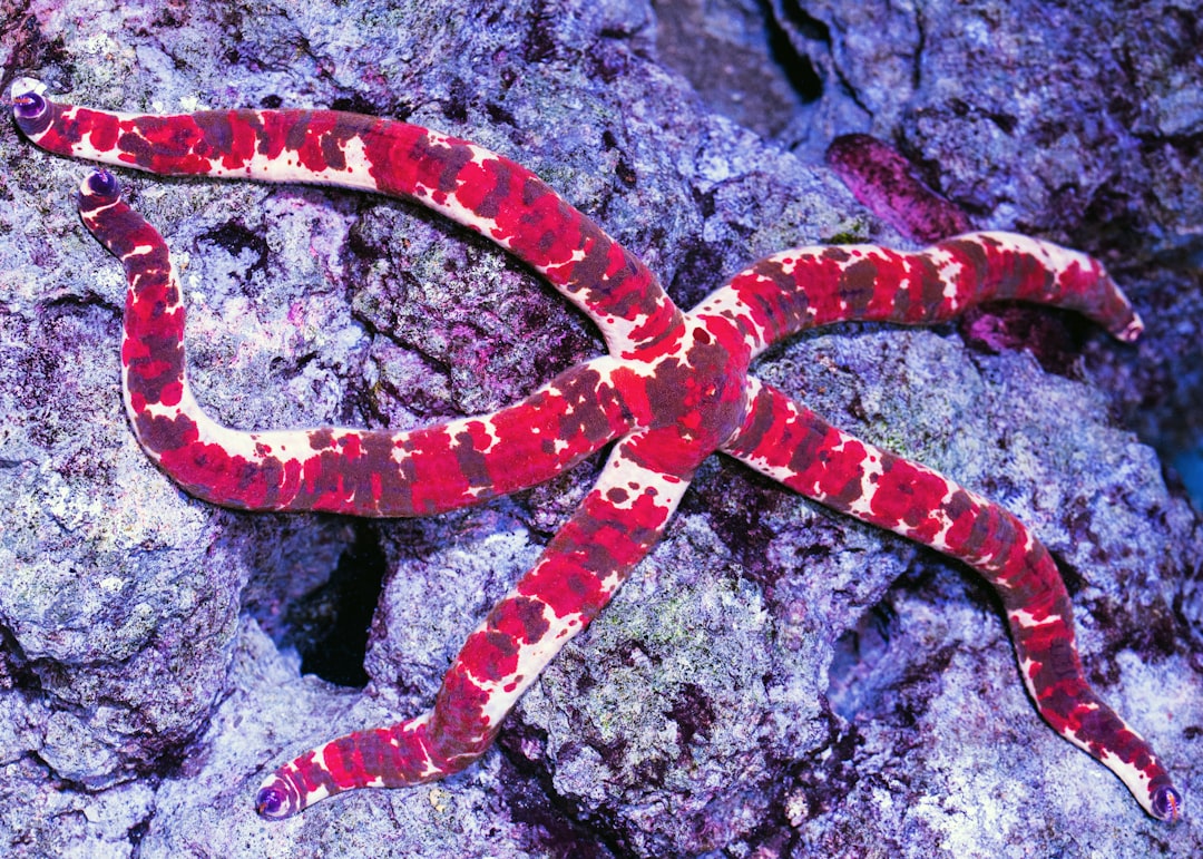  red starfish on rock starfish