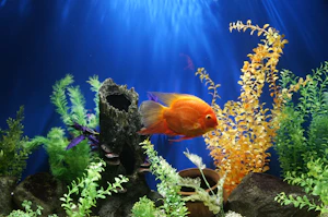 Calico Fish