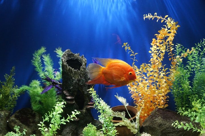 A Fish's Tale: Fostering a Lifelong Friendship