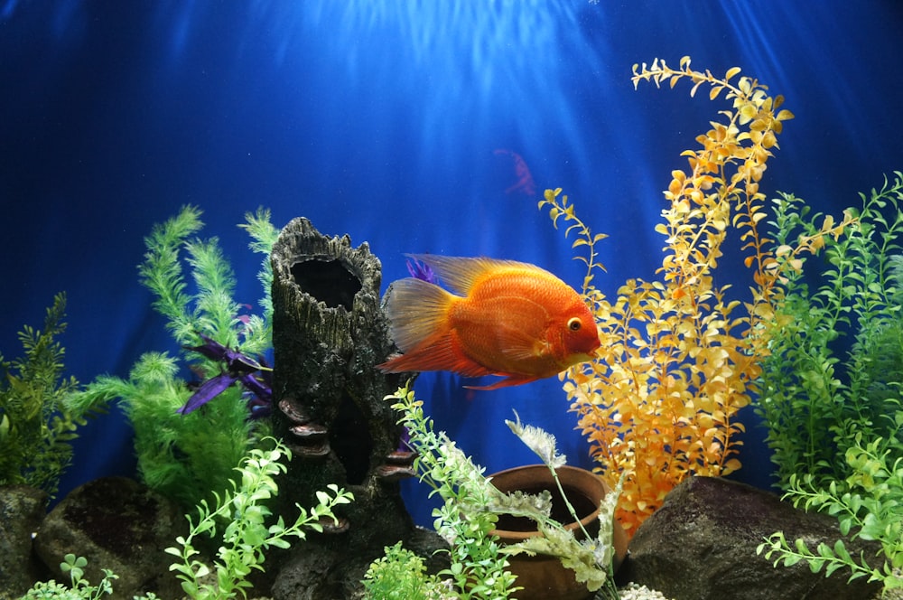 Gelbe Fische, die unter Wasser schwimmen