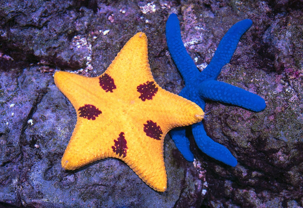 Estrellas de mar amarillas y azules
