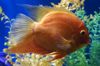A bright orange fish with intricate scales and long fins swims in a clear blue tank. The background features green and yellow aquatic plants.
