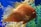 A bright orange fish with intricate scales and long fins swims in a clear blue tank. The background features green and yellow aquatic plants.