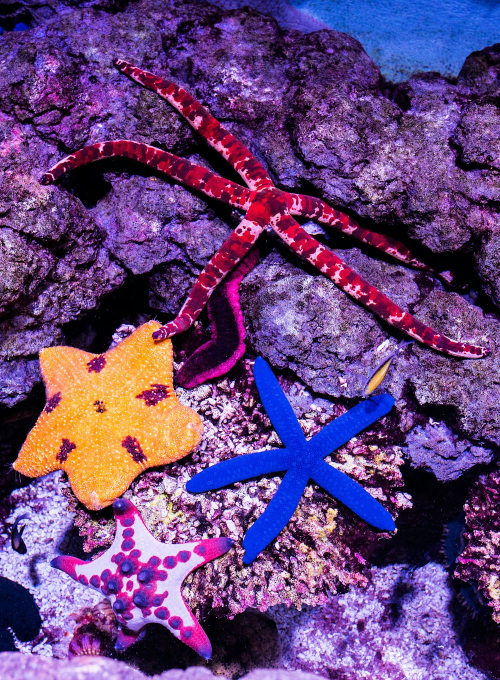 shallow focus photo of blue starfish