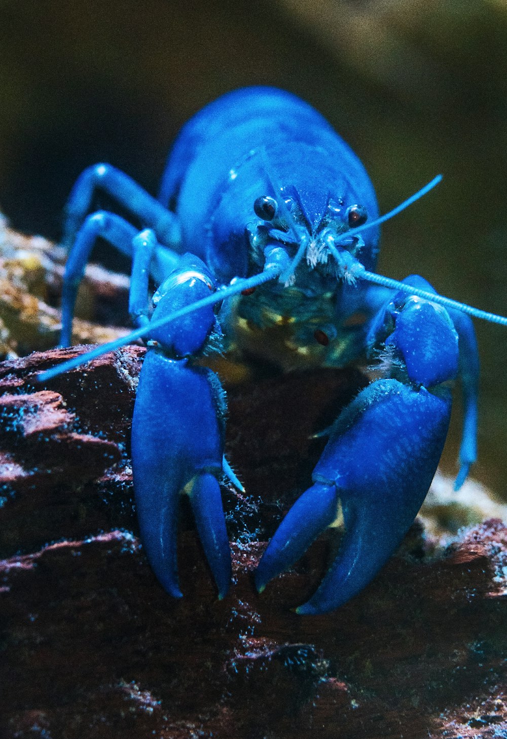 blue lobster