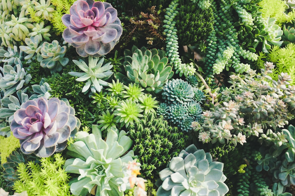 lot de plantes succulentes