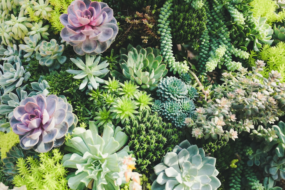 Featured image of post Succulent Desktop Wallpaper Looking for the best succulents wallpaper