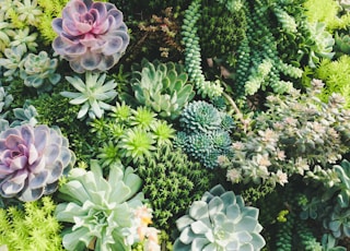 succulent plant lot