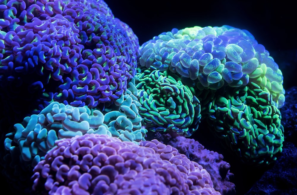 Récifs coralliens violets et verts