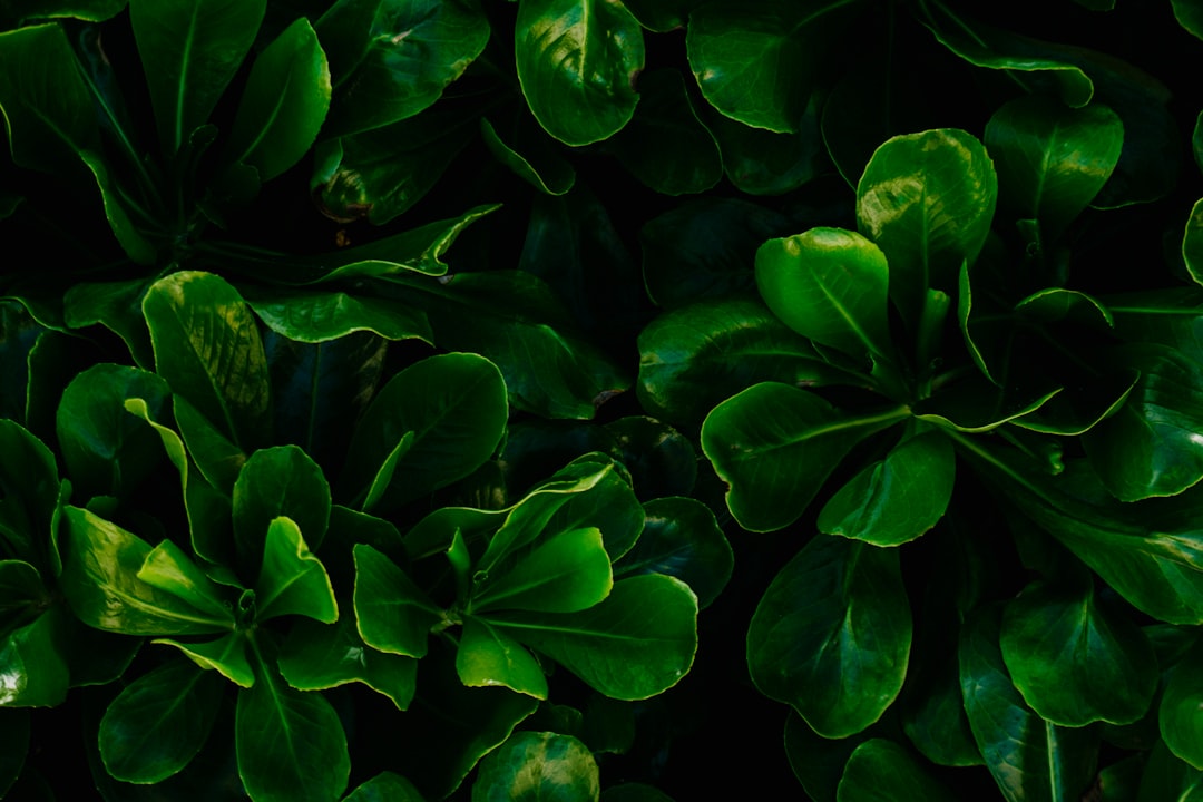 green leafed plant,