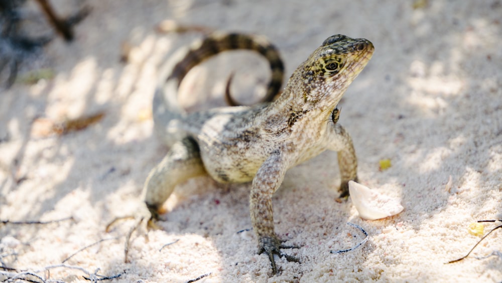 shallow focus photography of gray lizard