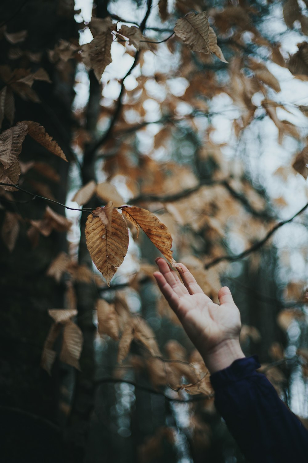 Photographie sélective de mise au point d’un arbre à feuilles brunes