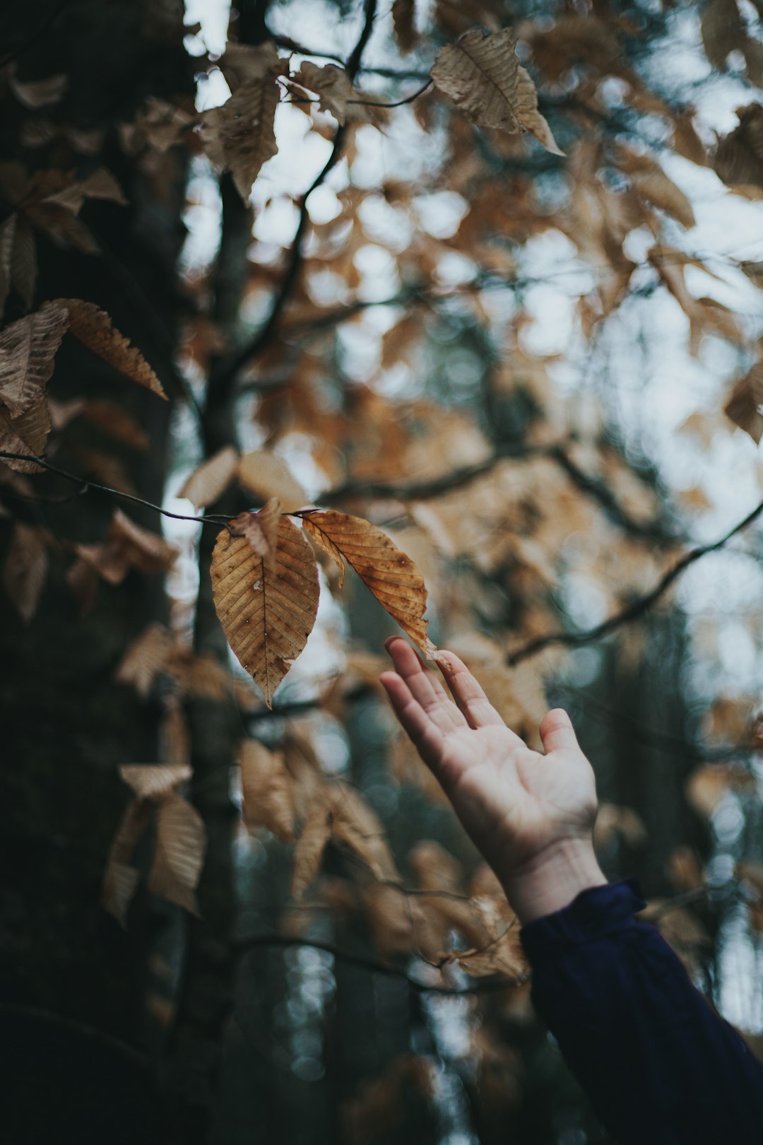 selective focus photography of brown leafed tree