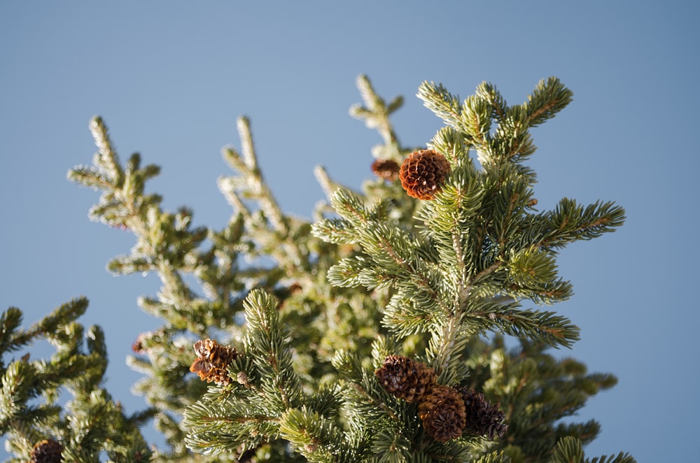 closeup photo of brown petaled flowers