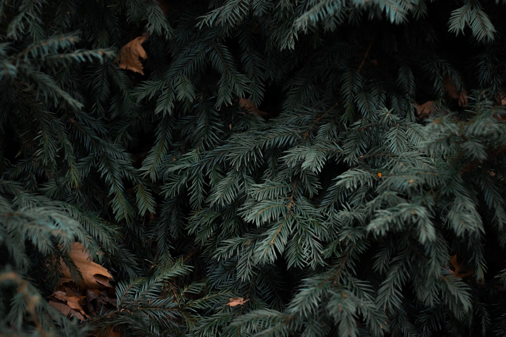 green acorn tree