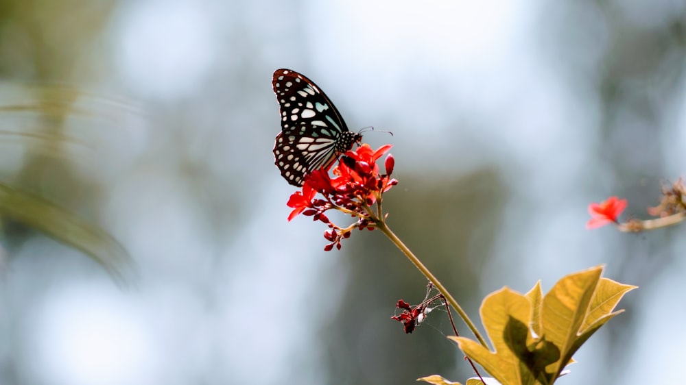 white and black butterfly on red flower