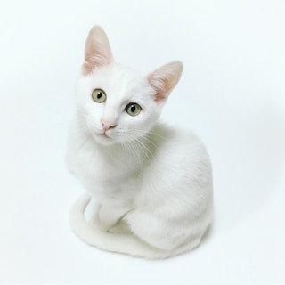white cat