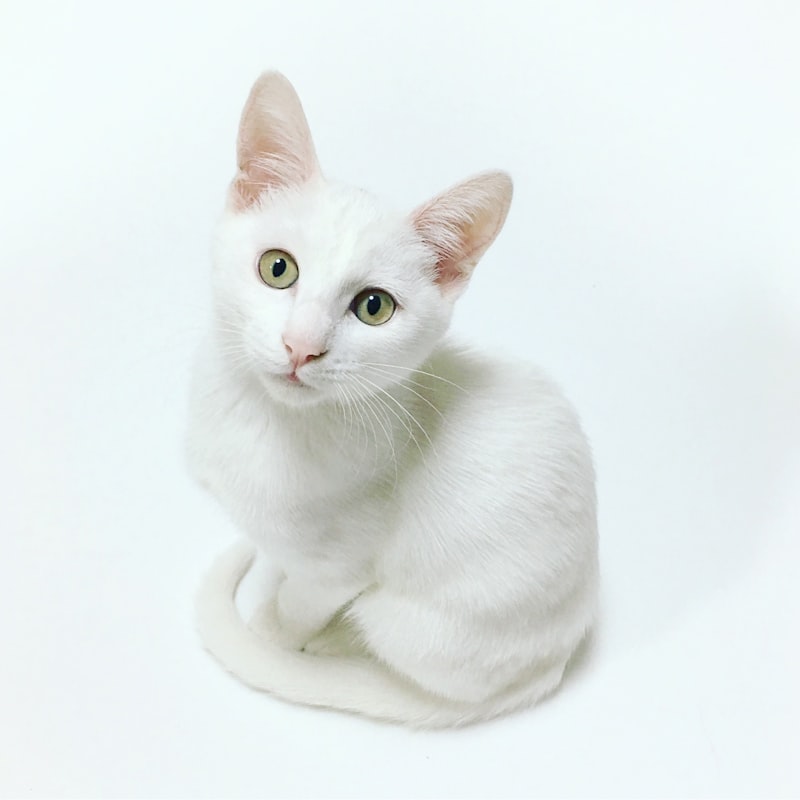 White kitty