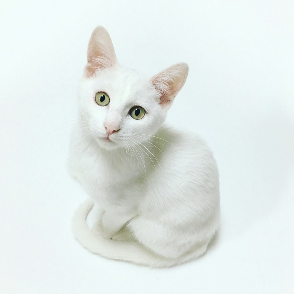 500+ White Cat Pictures [HD] | Download Free Images on Unsplash