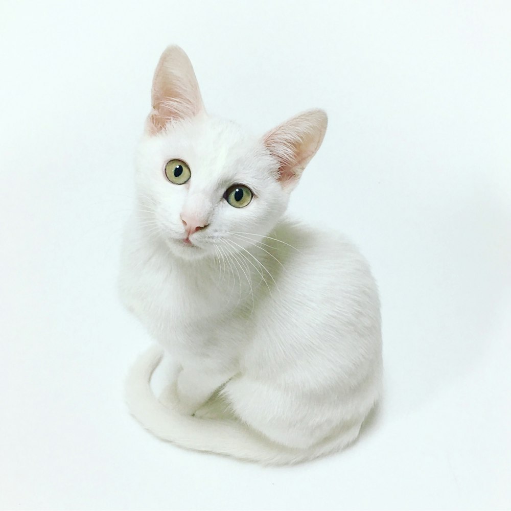 gatto bianco